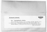 Leptosphaeria scirpina image